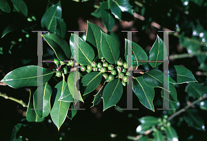 Picture of Ilex aquifolium 'Pendula'