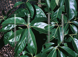 Picture of Lithocarpus cleistocarpus 