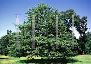Picture of Lithocarpus cleistocarpus 