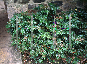 Picture of Mahonia pinnata 