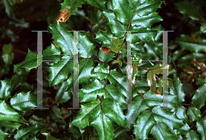 Picture of Mahonia pinnata 