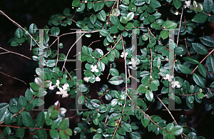 Picture of Luma apiculata 