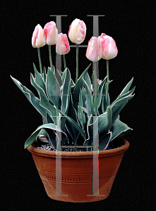 Picture of Tulipa x 'New Design'