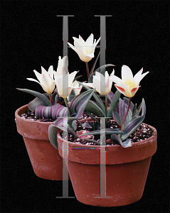 Picture of Tulipa x 'Johann Strauss'