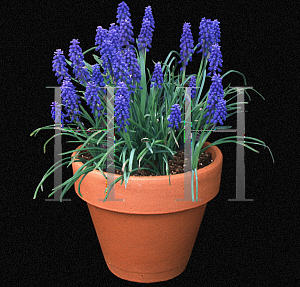 Picture of Muscari armeniacum 