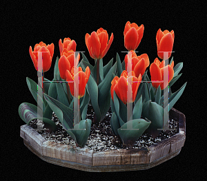 Picture of Tulipa x 'Early Harvest'