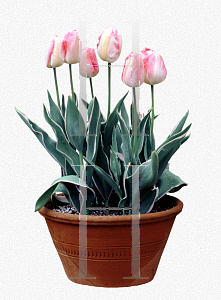 Picture of Tulipa x 'New Design'