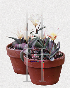 Picture of Tulipa x 'Johann Strauss'