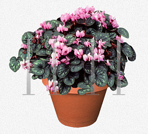 Picture of Cyclamen coum 