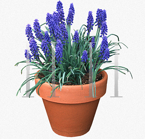 Picture of Muscari armeniacum 