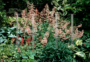 Picture of Heuchera  'Strawberry Swirl'