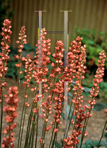 Picture of Heuchera  'Skyrocket'