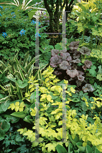 Picture of Heuchera  'Silver Shadows'