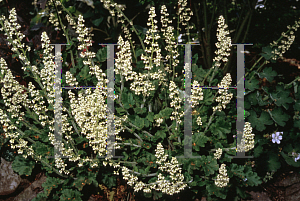 Picture of Heuchera micrantha 'Ruffles'