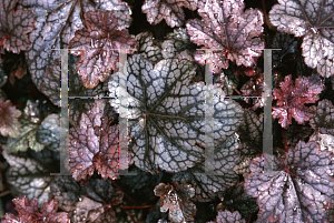 Picture of Heuchera  'Plum Pudding'