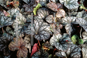 Picture of Heuchera americana 'Persian Carpet'