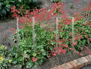 Picture of Heuchera  'Northern Fires'