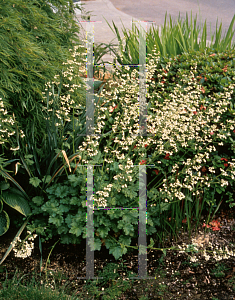 Picture of Heuchera  'White Spires'