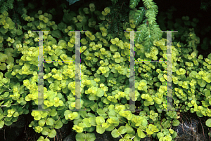 Picture of Lysimachia nummularia 'Aurea'