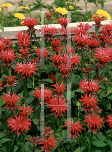 Picture of Monarda didyma 'Gardenview Scarlet'