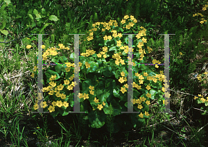 Picture of Caltha palustris 