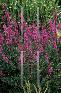 Picture of Lythrum virgatum 'Morden Gleam'