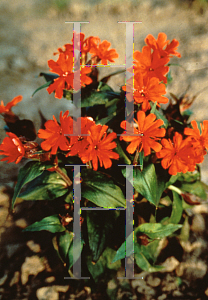 Picture of Lychnis x arkwrightii 'Orange Gnome'