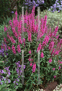 Picture of Lythrum salicaria 'Firecandle'