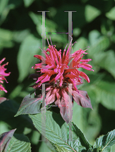 Picture of Monarda  'Raspberry Wine'