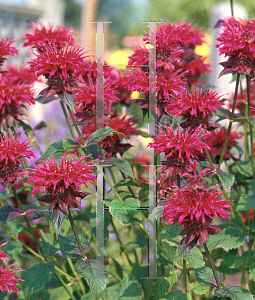 Picture of Monarda  'Colrain Red'