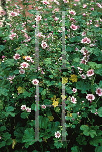 Picture of Malva sylvestris 'Zebrina'