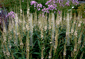 Picture of Lysimachia ephemerum 