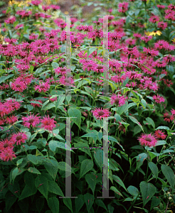 Picture of Monarda didyma 'Marshal's Delight'