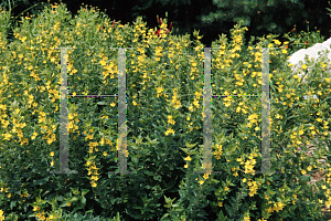 Picture of Lysimachia punctata 
