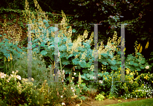 Picture of Macleaya cordata 