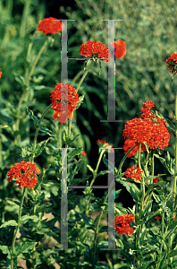 Picture of Lychnis chalcedonica 