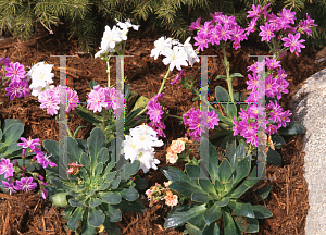 Picture of Lewisia cotyledon 'Hybrid Mix'