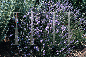 Picture of Lavandula angustifolia 'Munstead'