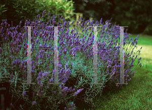 Picture of Lavandula angustifolia 'Hidcote'