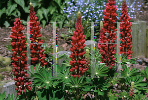 Picture of Lupinus polyphyllus 'My Castle'