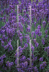 Picture of Lavandula angustifolia 'Hidcote'