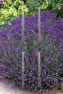 Picture of Lavandula angustifolia 'Hidcote'