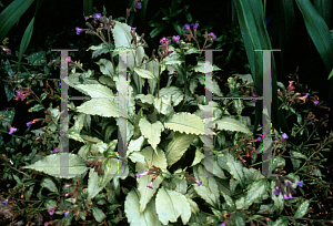 Pulmonaria 'Silver Streamers