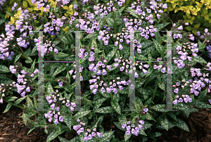 Picture of Pulmonaria longifolia 'Roy Davidson'