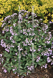 Picture of Pulmonaria longifolia 'Roy Davidson'