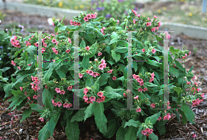 Picture of Pulmonaria montana 'Redstart'