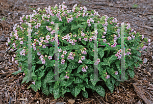 Picture of Pulmonaria saccharata 'Pierre's Pure Pink'