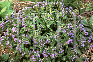 Picture of Pulmonaria saccharata 'Mrs. Moon'