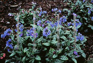 Picture of Pulmonaria x 'Little Star'