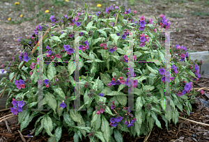 Picture of Pulmonaria saccharata 'Janet Fisk'